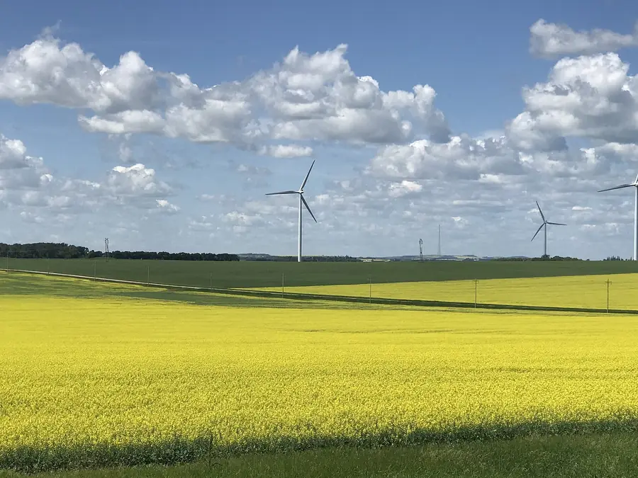 Canola field in bloom on the Manitoba prairie